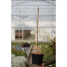 Cornouiller hybride 'starlight' taille d