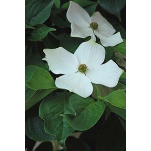 Cornouiller hybride 'starlight' taille du pot - en pot de 5 litres