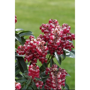 Andromède 'passion' taille du pot - en pot de 3 litres