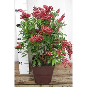 Andromède 'passion' taille du pot - en