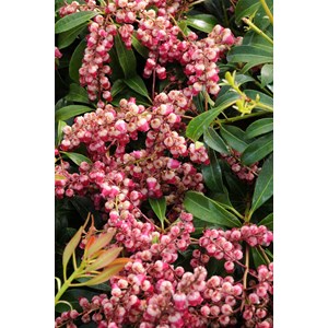 Andromède 'passion' taille du pot - en