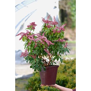 Andromède 'passion' taille du pot - en pot de 3 litres