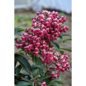 Andromède 'passion' taille du pot - en pot de 3 litres