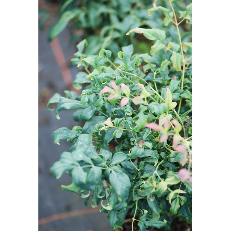 Roué Pépinières - Bambou sacré curly obsessed ?' taille du pot - en pot de 5 litres
