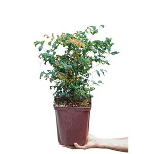 Bambou sacré curly obsessed ?' taille d