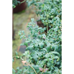 Bambou sacré curly obsessed ?' taille d