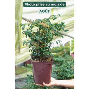 Bambou sacré curly obsessed ?' taille d