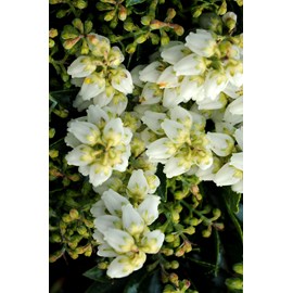 Andromède 'prelude' taille du pot - en