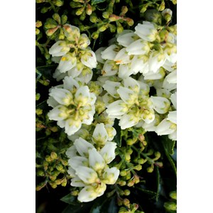 Andromède 'prelude' taille du pot - en