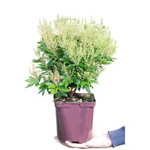 Andromède 'prelude' taille du pot - en