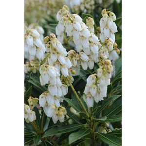 Andromède 'prelude' taille du pot - en