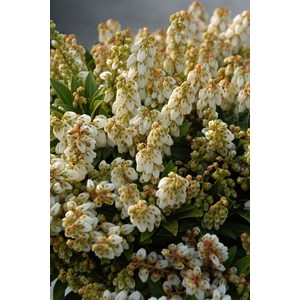 Andromède 'prelude' taille du pot - en