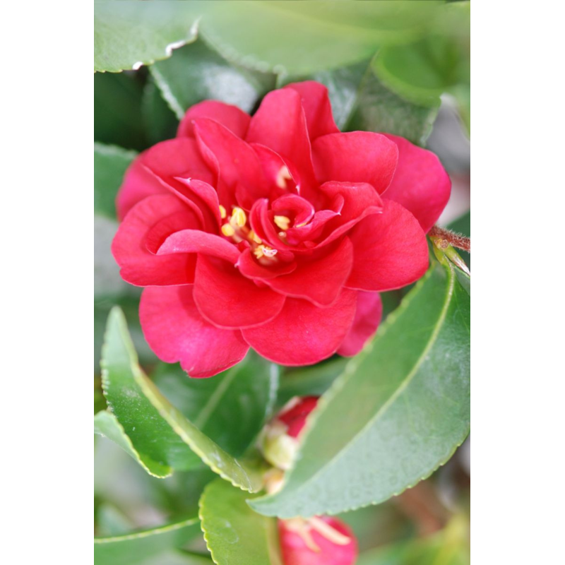 Camélia 'october magic ruby' taille du pot - en pot de 7.5 litres
