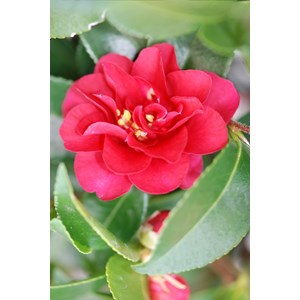 Camélia 'october magic ruby' taille du