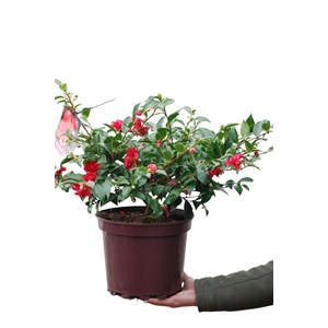 Camélia 'october magic ruby' taille du