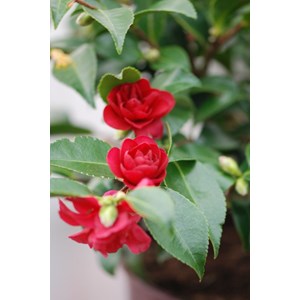 Camélia 'october magic ruby' taille du
