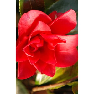 Camélia 'october magic ruby' taille du