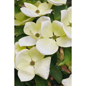 Cornouiller du japon venus' taille du pot - en pot de 6 litres