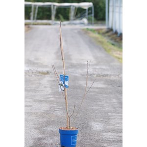 Cornouiller du japon venus' taille du pot - en pot de 6 litres