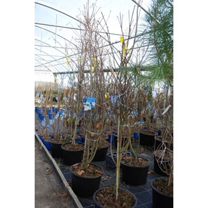 Cornouiller du japon venus' taille du pot - en pot de 6 litres