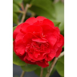 Camélia 'kramer's supreme' 15l taille d