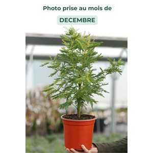 Mimosa d'hiver le gaulois' taille du po