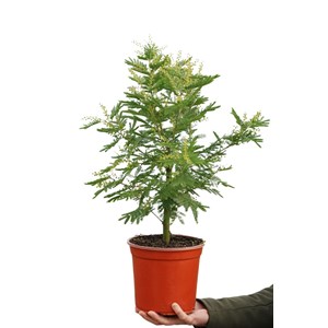 Mimosa d'hiver le gaulois' taille du po