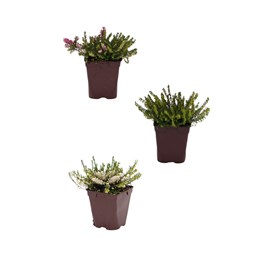 Lot de 3 bruyères à floraison d'hiver