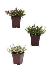 Lot de 3 bruyères à floraison d'hiver taille du pot - lot de 3 bruyères 1 lit