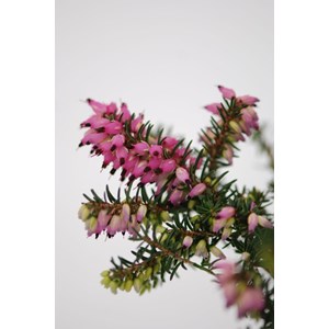 Lot de 3 bruyères à floraison d'hiver
