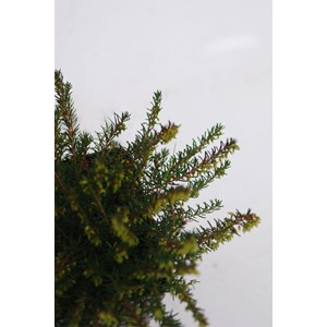 Lot de 3 bruyères à floraison d'hiver