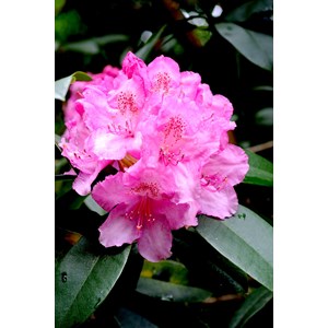 Rhododendron 'eucharistis' taille du pot - en pot de 5 litres