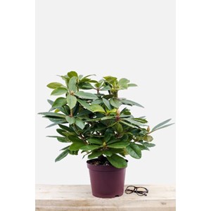 Rhododendron 'eucharistis' taille du pot