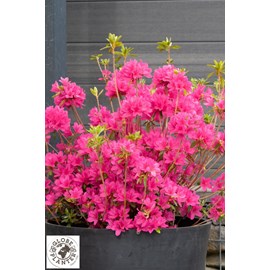 Azalée boutiguery choaz 'electric pink'