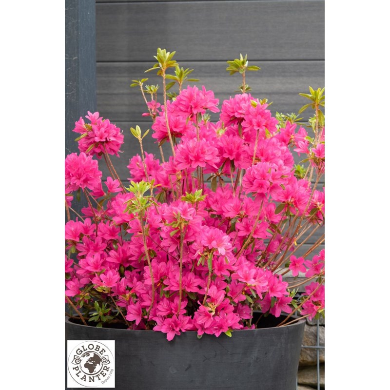 Roué Pépinières - Azalée boutiguery choaz 'electric pink' taille du pot - en pot de 4 litres