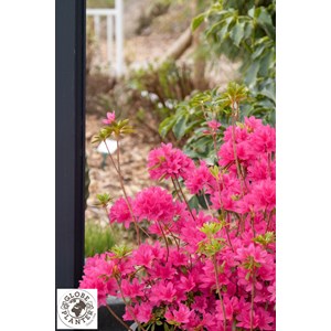 Azalée boutiguery choaz 'electric pink'