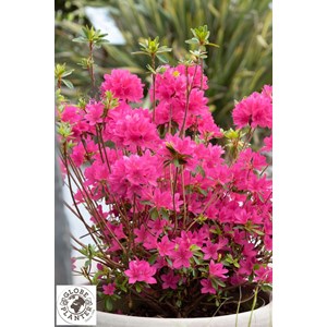 Azalée boutiguery choaz 'electric pink'
