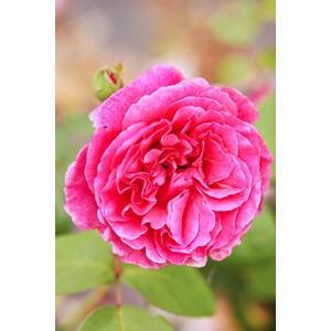 Rosier 'line renaud ?' taille du pot - en pot de 5 litres