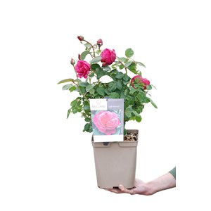 Rosier 'line renaud ?' taille du pot - e