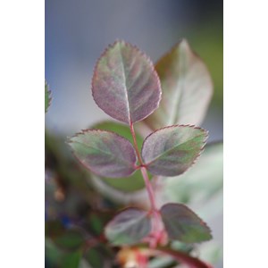 Rosier 'line renaud ?' taille du pot - e