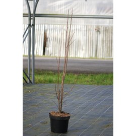 Magnolia 'galaxy' taille du pot - en pot