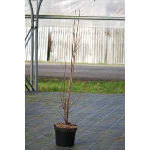 Magnolia 'galaxy' taille du pot - en pot