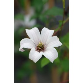 Clématite 'princess kate' taille du pot