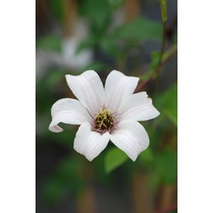 Clématite 'princess kate' taille du pot - en pot de 3 litres