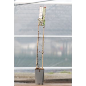 Clématite 'princess kate' taille du pot