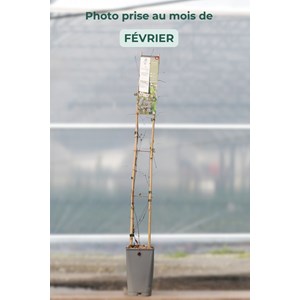 Clématite 'princess kate' taille du pot