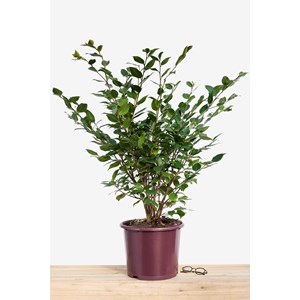 Camélia 'high fragrance' taille du pot