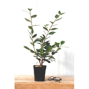 Camélia 'high fragrance' taille du pot