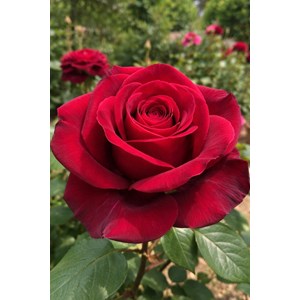 Rosier meilland ? 'botero' taille du pot - en pot de 5 litres