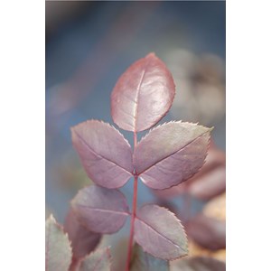 Rosier meilland ? 'botero' taille du pot